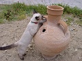 Mykonos Katze und Amphore 1